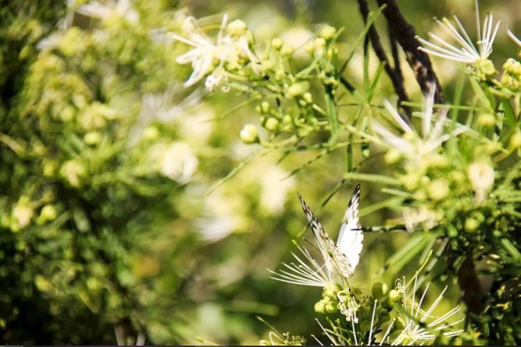 The sand forest of iSimangaliso’s False Bay