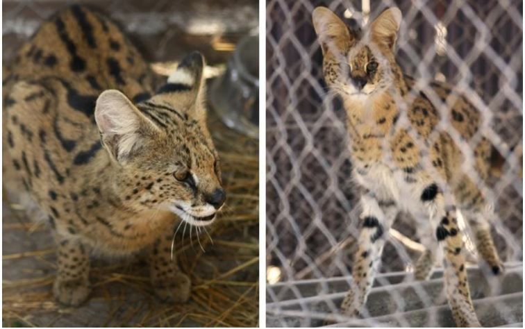 Serval Cats in iSimangaliso