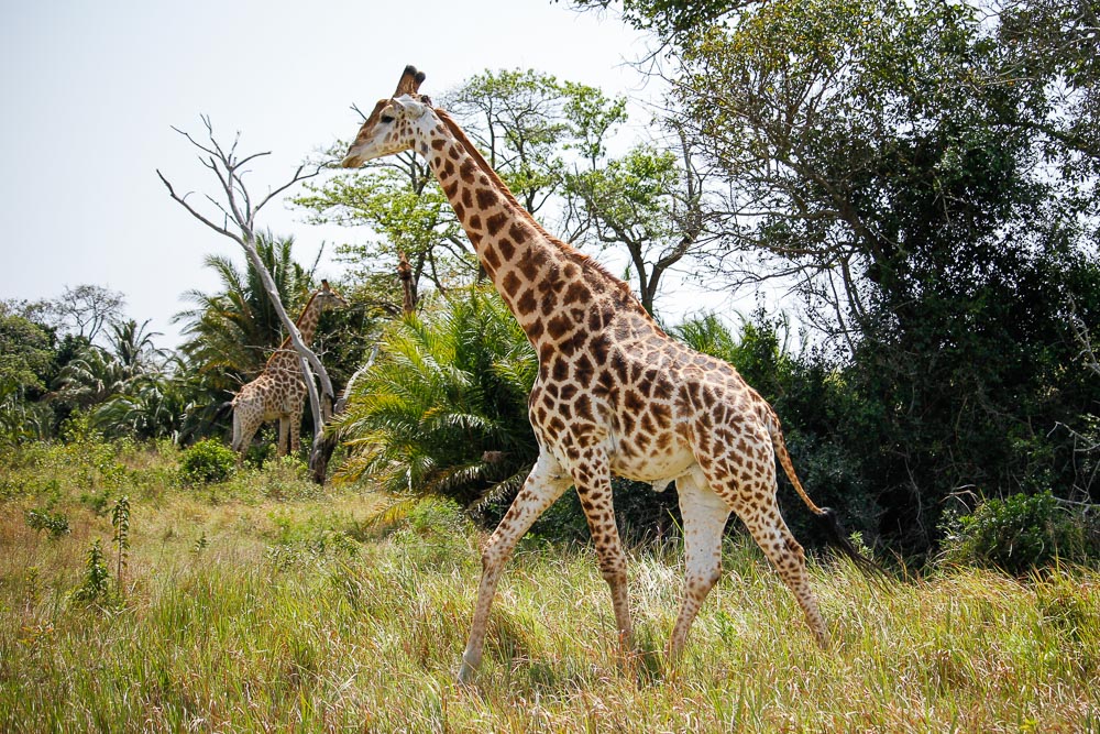 12 giraffes to the Makhasa Community Conservation Area (CCA) as part of the GEF-7 project i