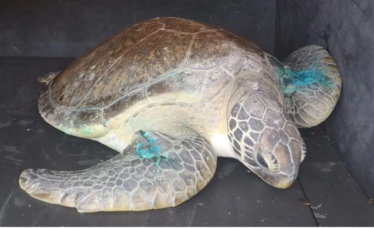 Mission Rocks welcomes green turtle Stella.