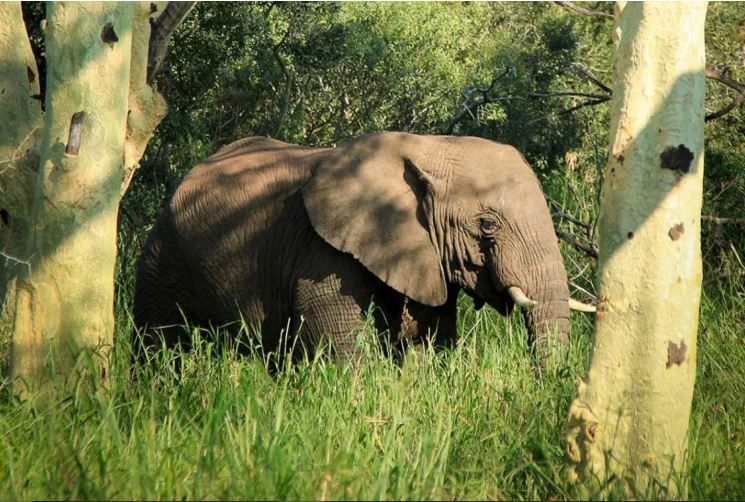 iSimangaliso’s uMkhuze – a wildlife bonanza