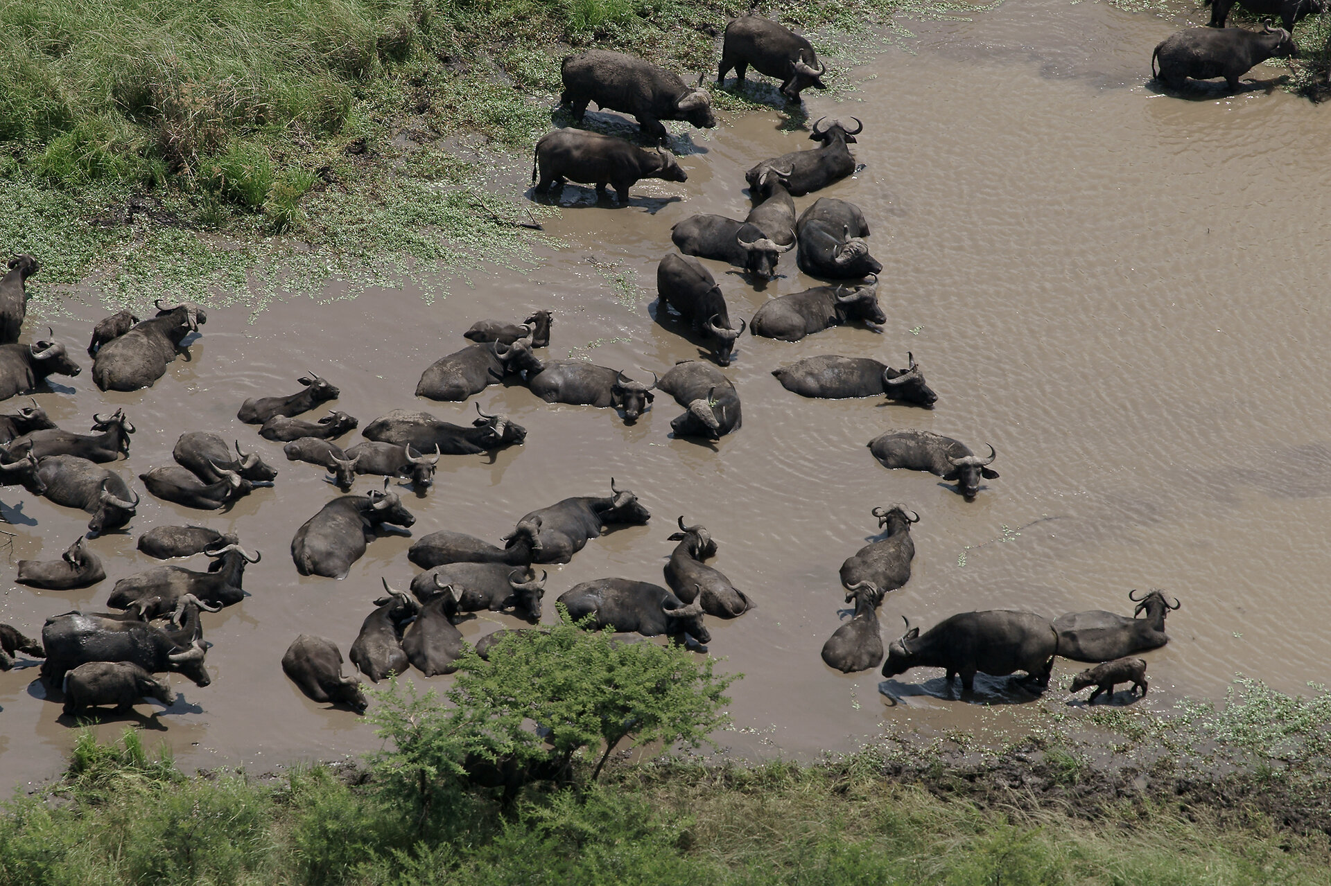 Wildlife <b>Haven</b>