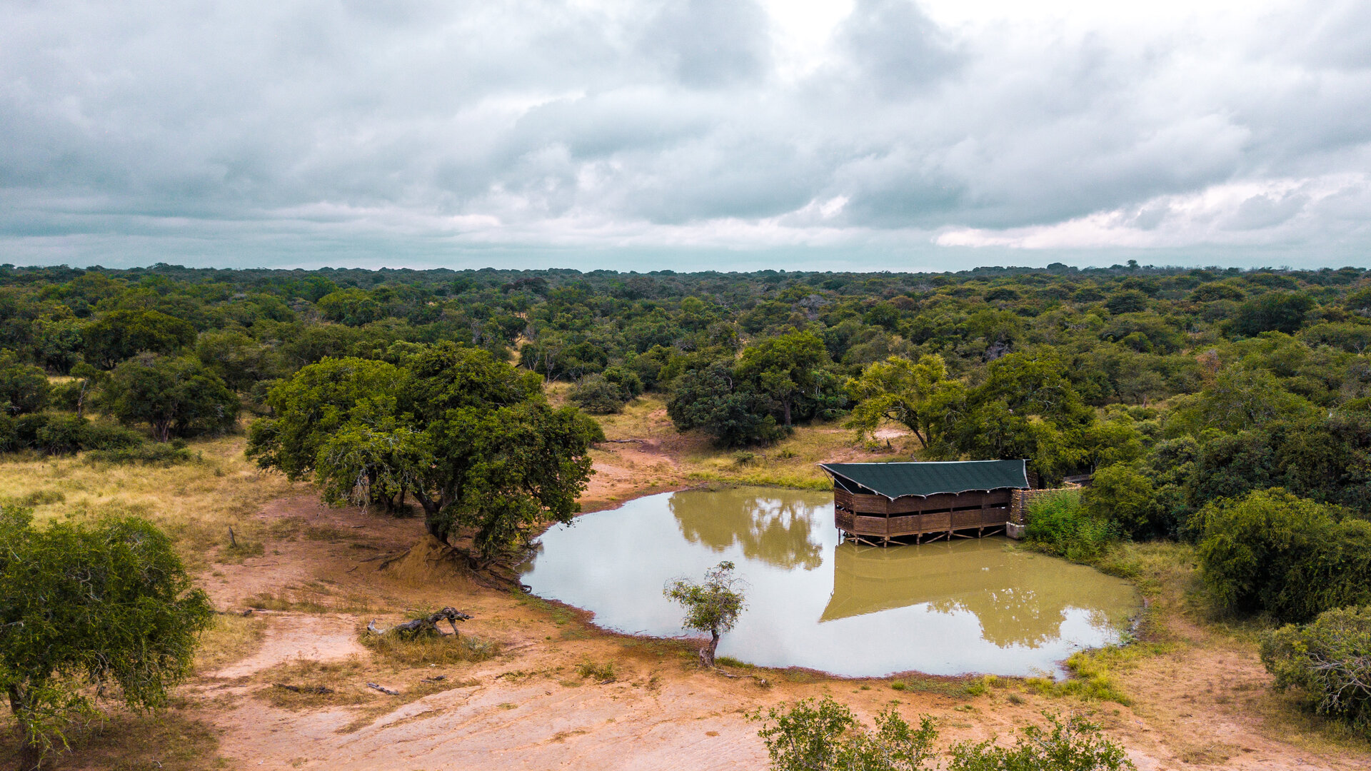 The Enchanted Fig Forest