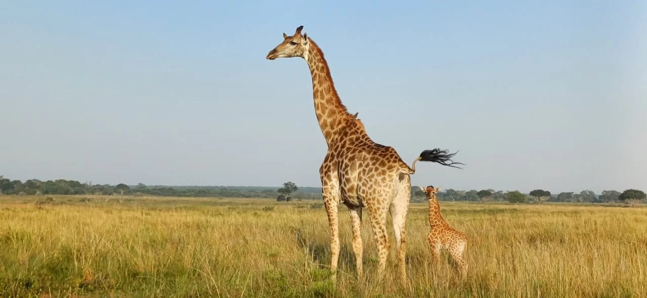 iSimangaliso welcomes the tourism month 01 October 2024