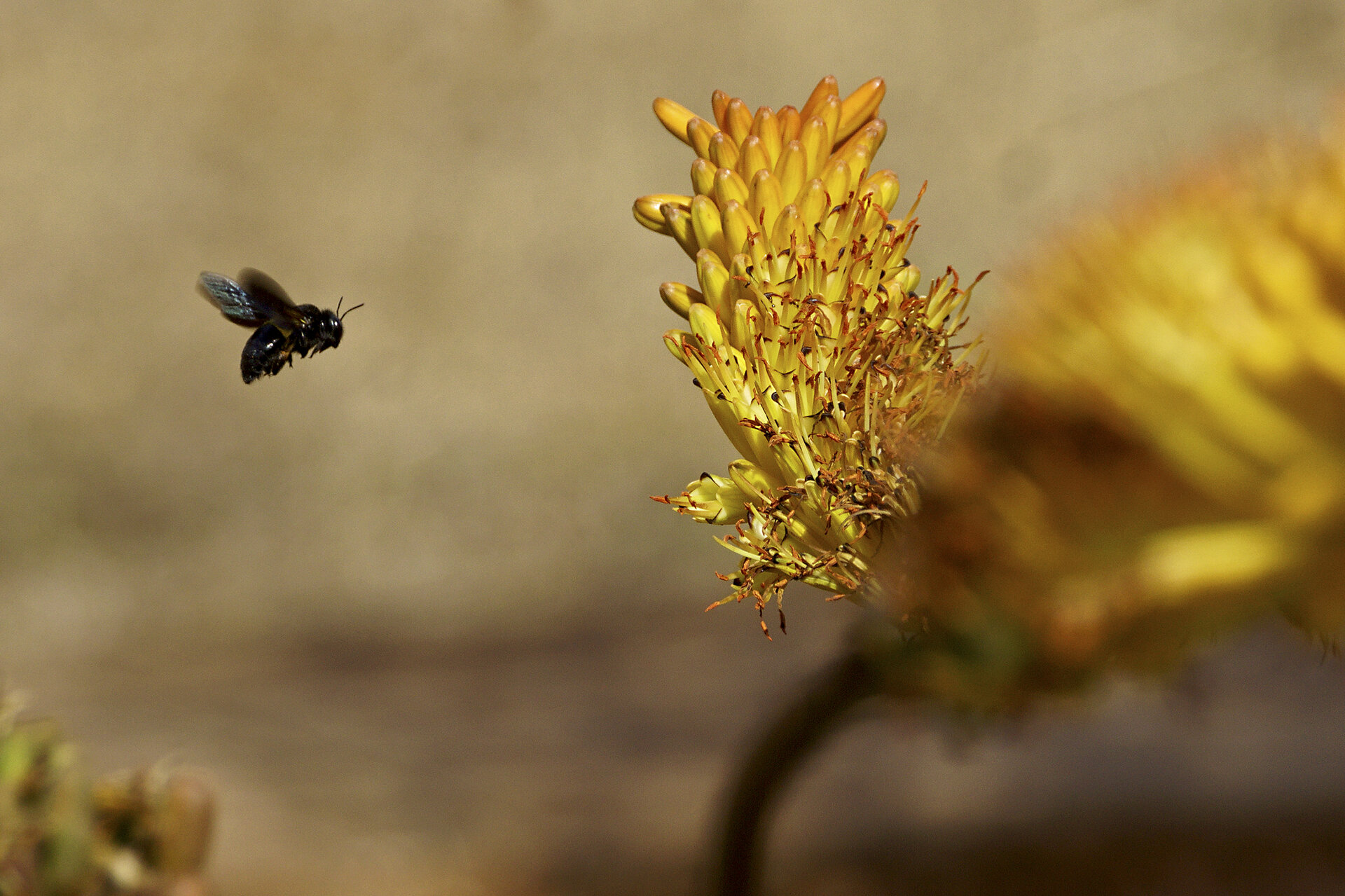 For Birders & Butterfly Enthusiasts