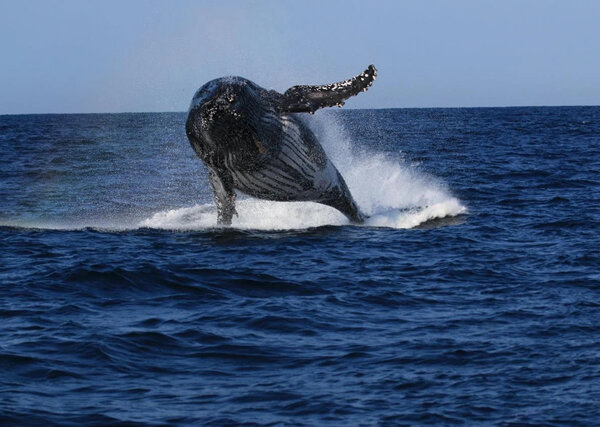 Marvels of the Ocean