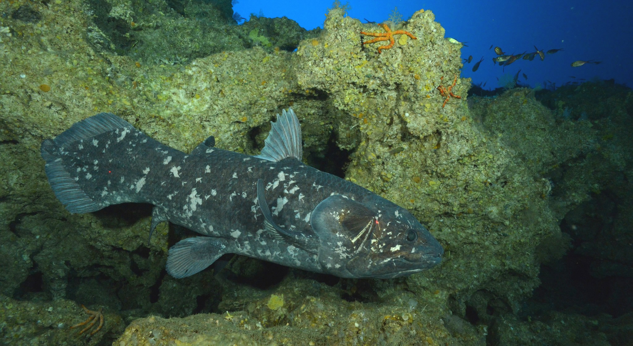 The Legendary Coelacanth – <b>A Prehistoric Living Fossil</b>
