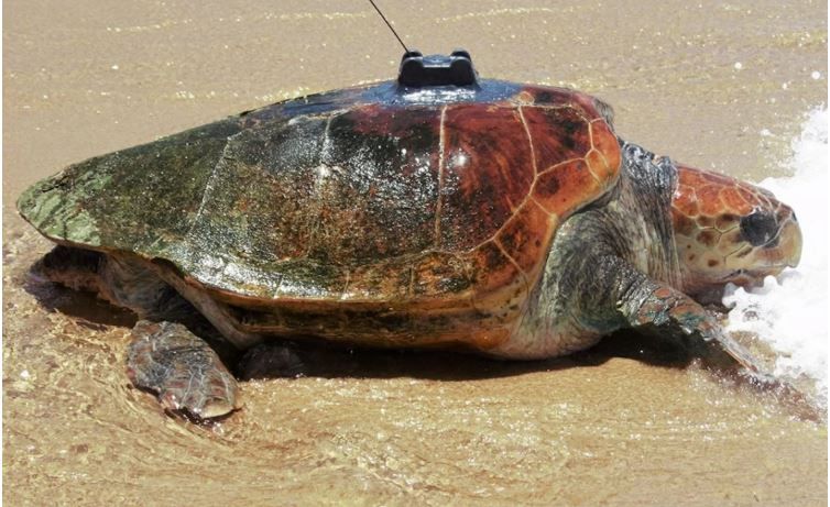 iSimangaliso welcomes Herbie the loggerhead turtle
