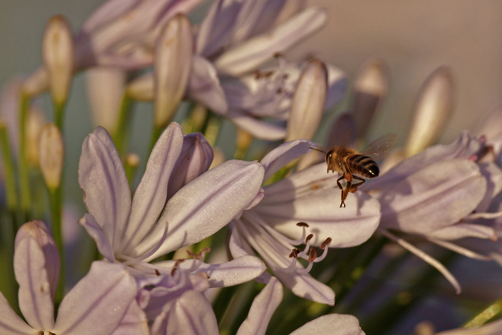 A Botanical <b>Treasure</b>