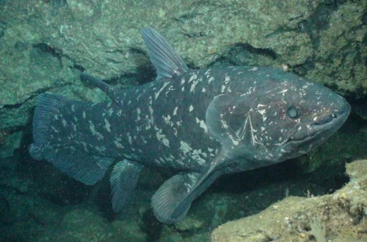 Fascinating facts and records in iSimangaliso