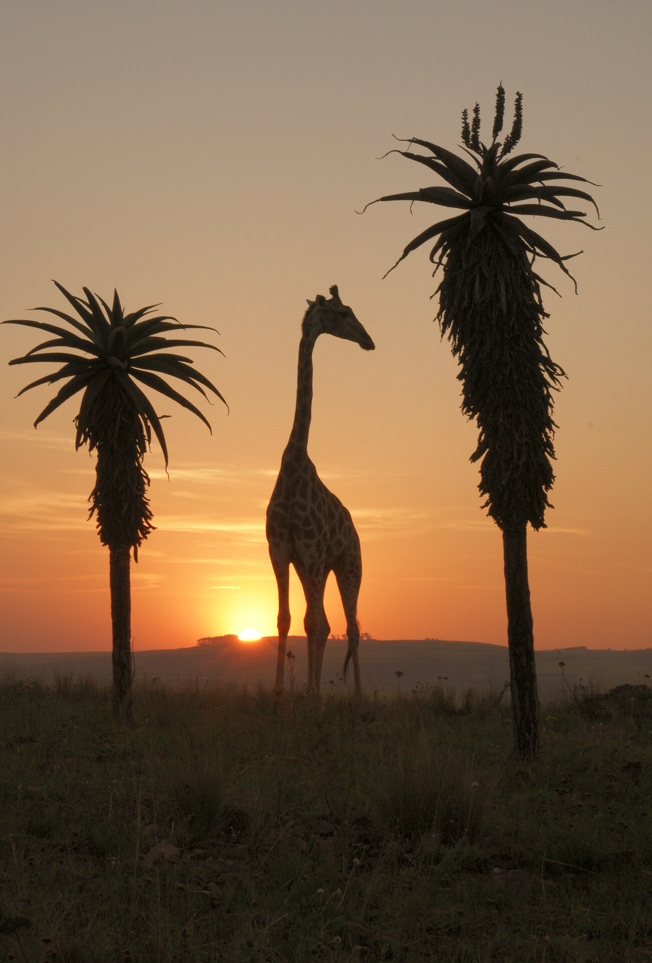 History and Background